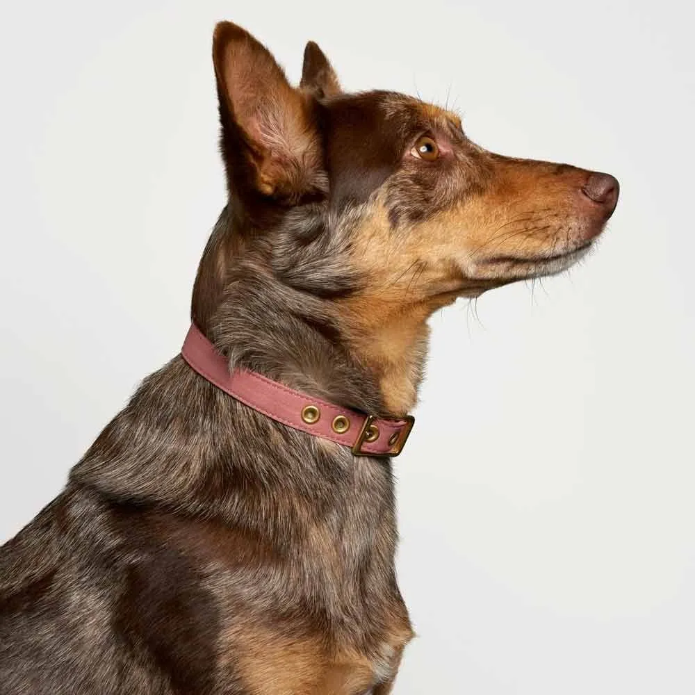 Animals In Charge All Weather Dog Collar - Dusty Pink Brass