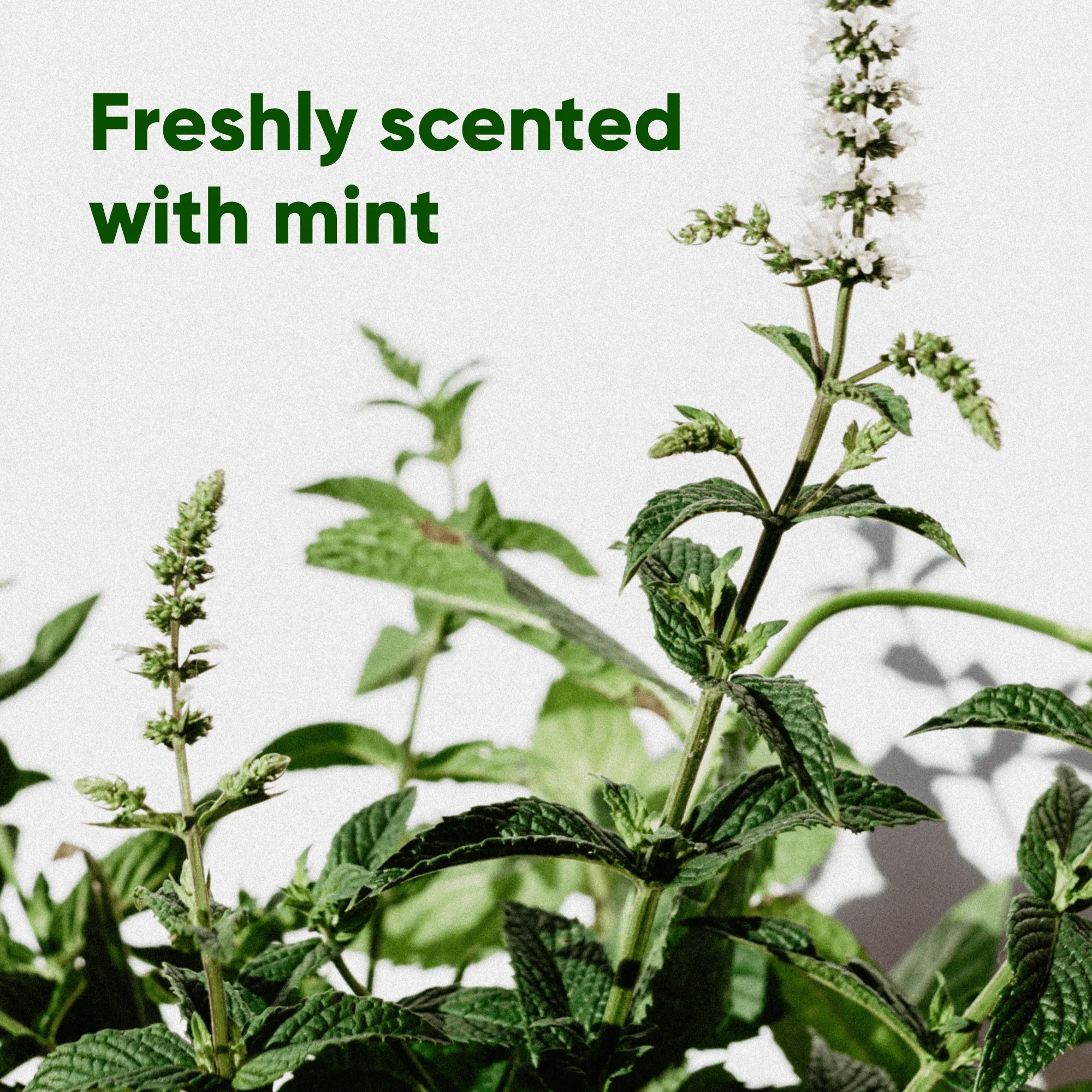 Large Poop Bags with Handles | Mint Scented