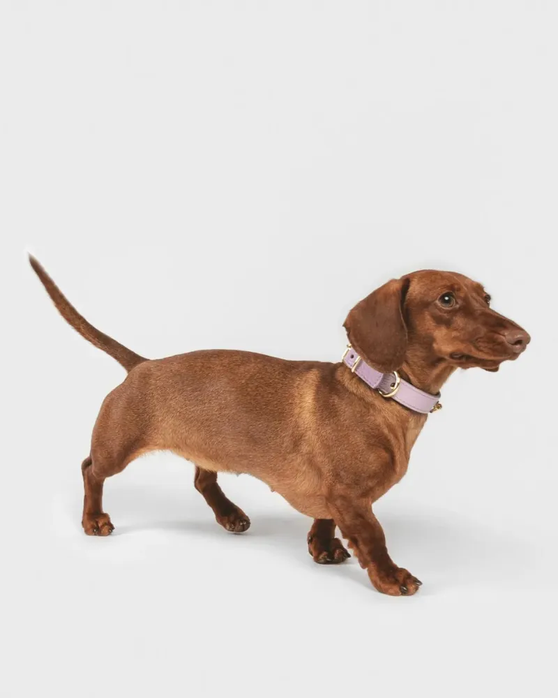 Small Dog Collar in Lavender Leather (Made in Italy)