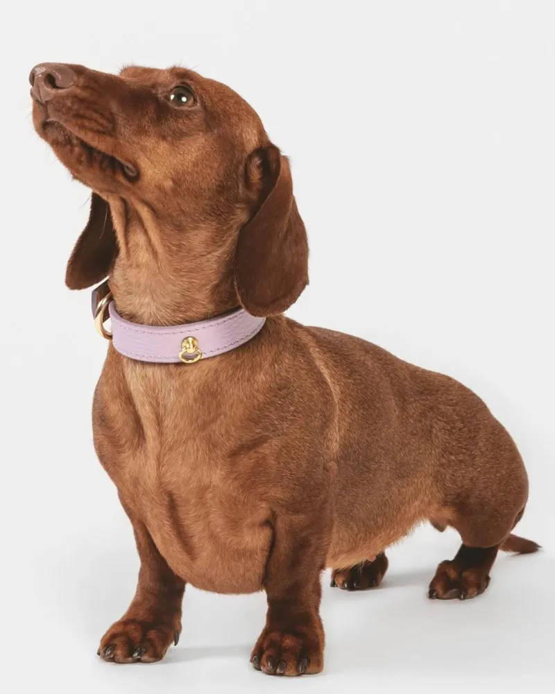 Small Dog Collar in Lavender Leather (Made in Italy)