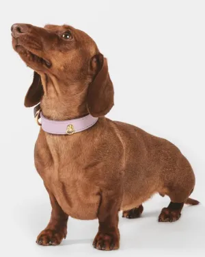 Small Dog Collar in Lavender Leather (Made in Italy)