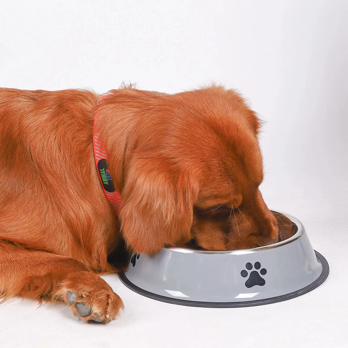 Stainless Steel Pet Bowls with Non-Slip Base – Multiple Sizes