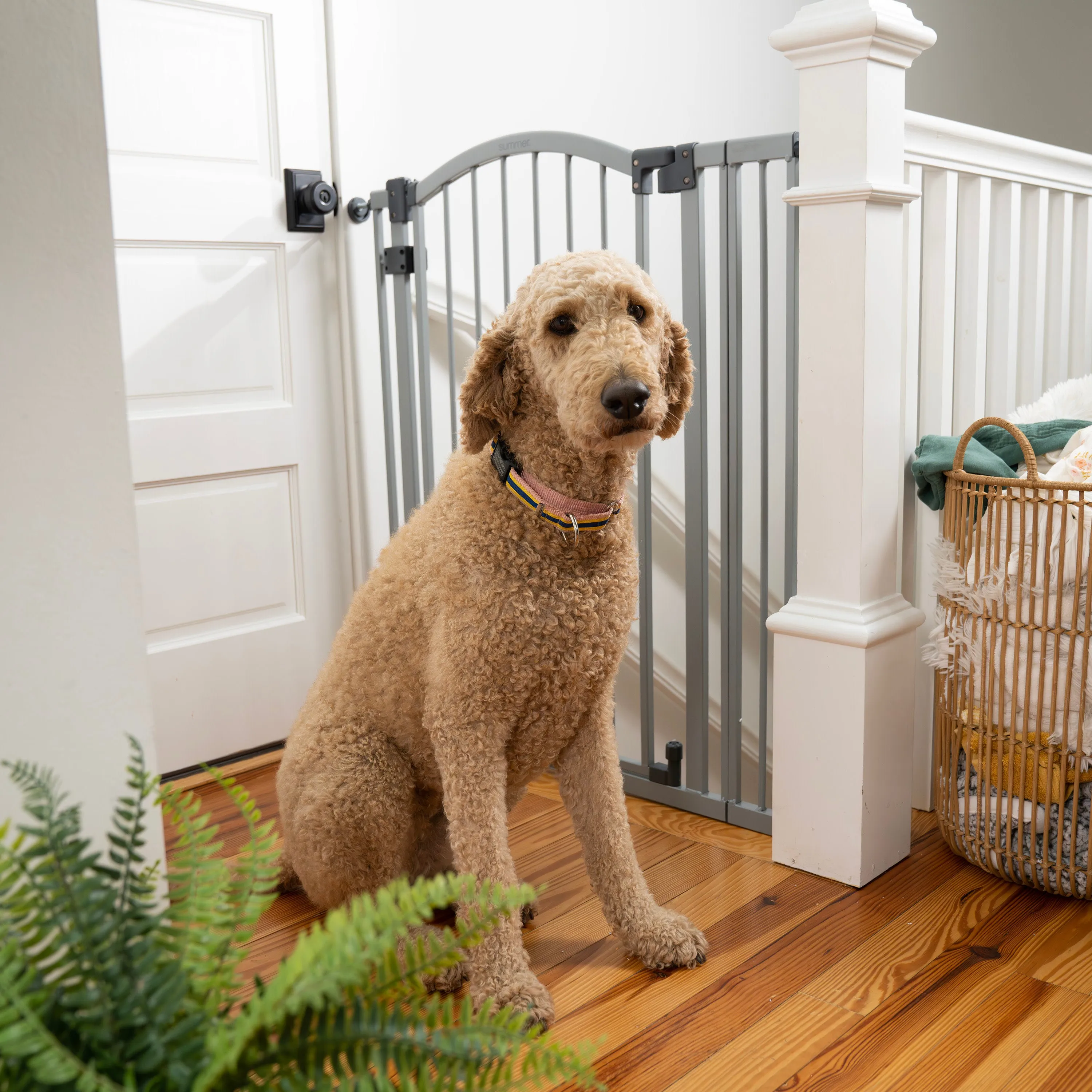 The Thruway 53W Series Pet and Baby Gate, Openings 29.5-53", 38" Tall - Gray